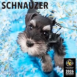 光る ミニチュアシュナウザー　ルチルクオーツ　パワーストーン ストーンマーケットショップ